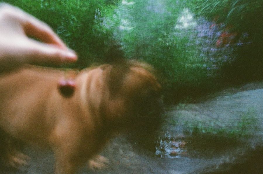 A dog blurred in motion, green film haze