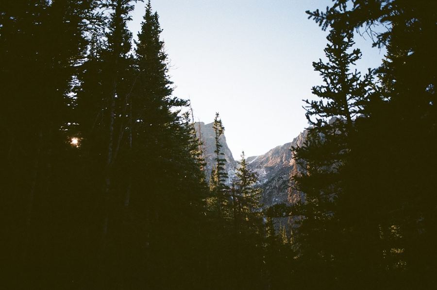 Dusk between dark pines