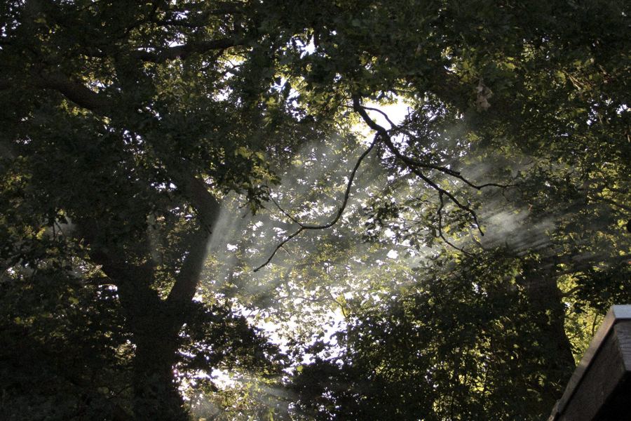 Sunlight breaking through a tree canopy